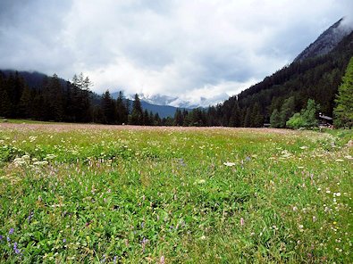 Wild flower fields