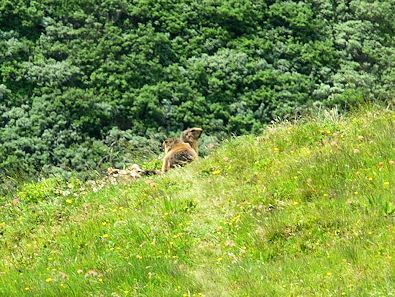 A couple of Marmots