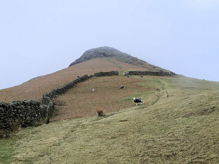 The climb from Helmside to Steel Fell