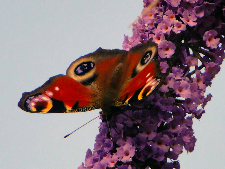 A Peacock Butterfly feasts on Buddleia