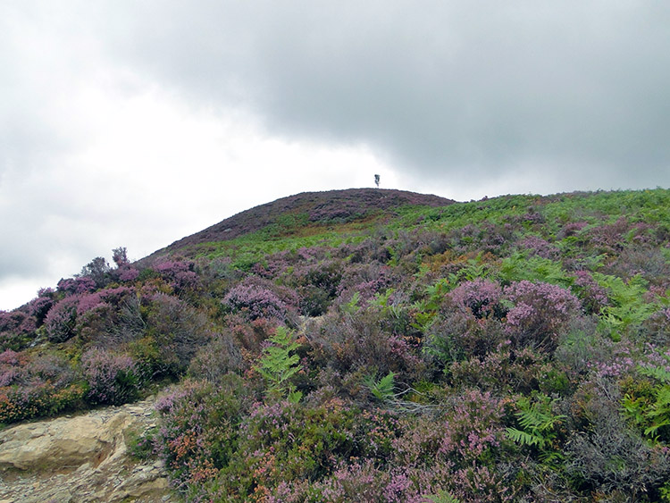 Blossoming heather on the flanks of Rowling End