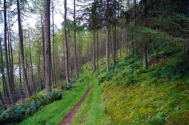 The track through Holme Wood