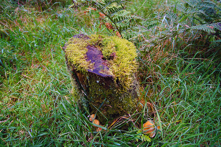 Old tree stump, moss and fungi