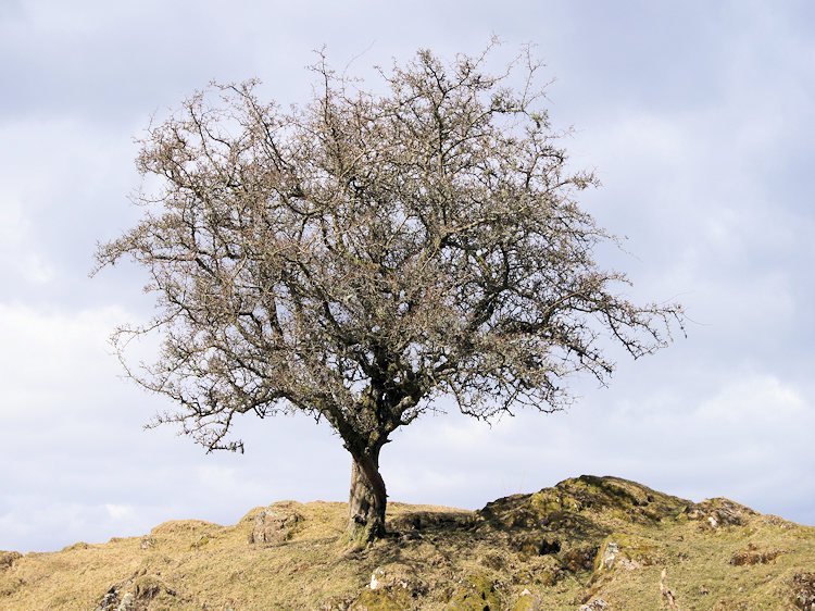 Lonesome tree on Black Fell