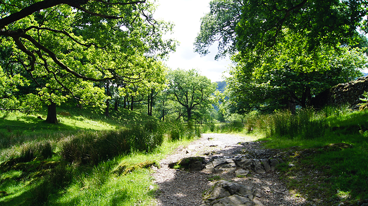 Woodland walk near Castle Crag
