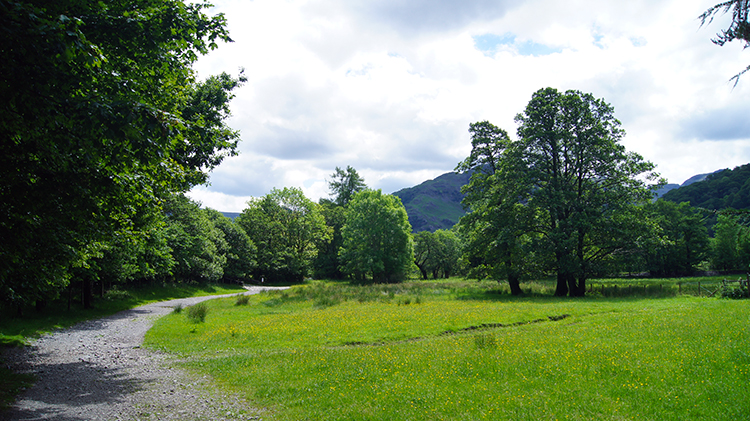 Buttercup meadow near Rosthwaite