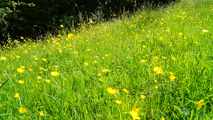 Dazzling natural array of yellow and green