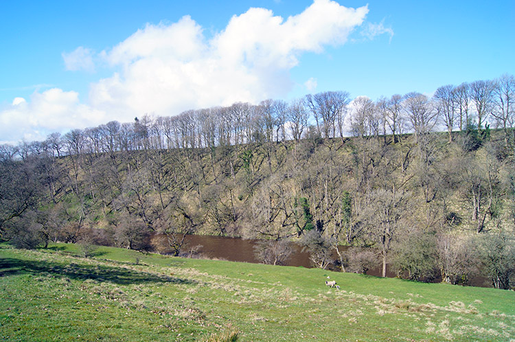 River Ribble and Fooden High Wood