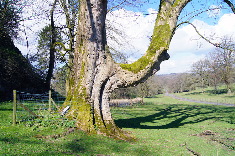 Tree near the site of St Marys Well