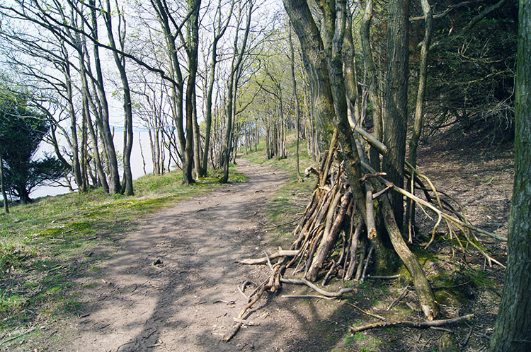 Woodland path beside the coast