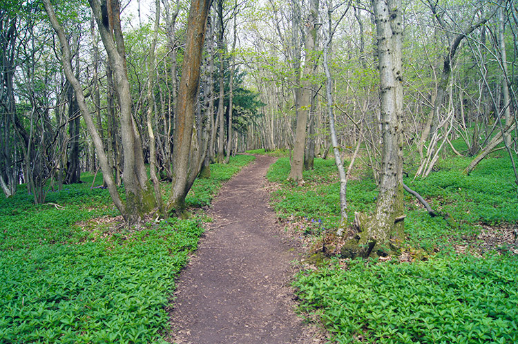Path in Arnside Park