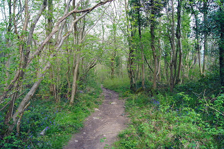 Strickland Wood