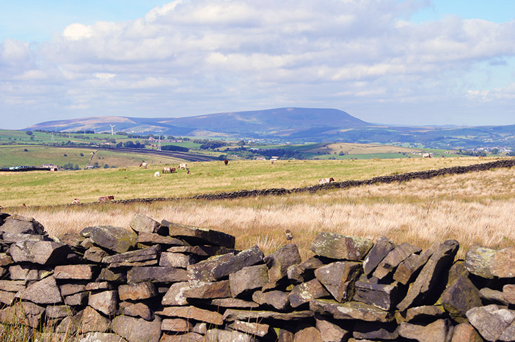 View north west across Trawden Moor to Pendle Hill