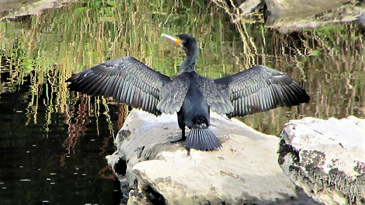 Cormorant on the River Lune