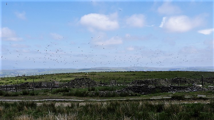 Flock of Gulls