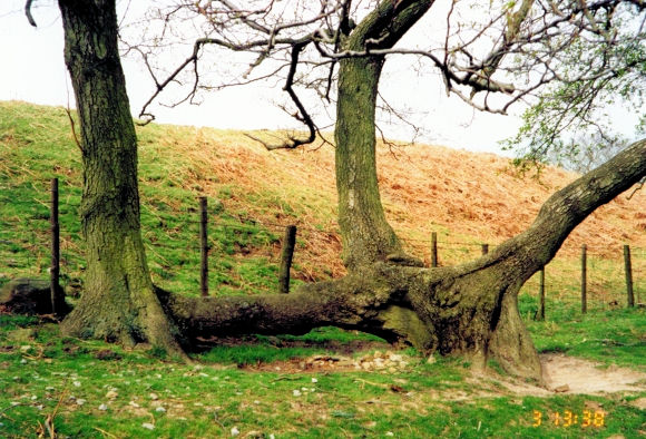A phallic tree in Scugdale