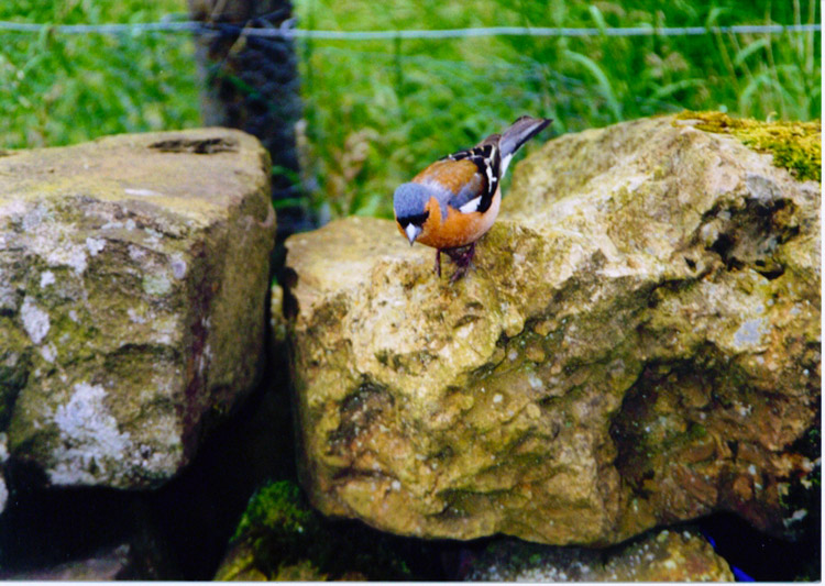 The friendly Chaffinch