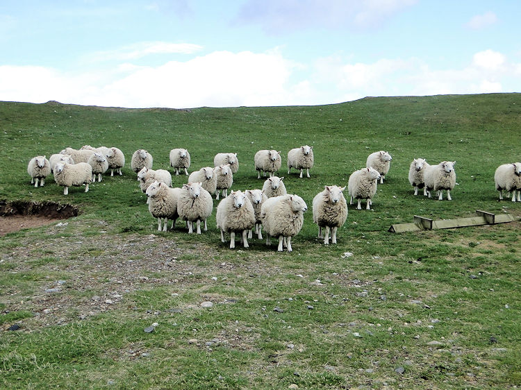 The most northerly flock of sheep in Great Britain