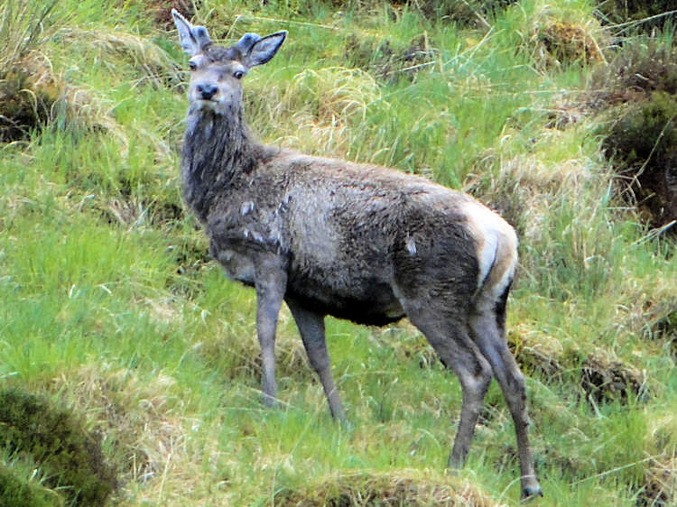 Deer on Ben Stack