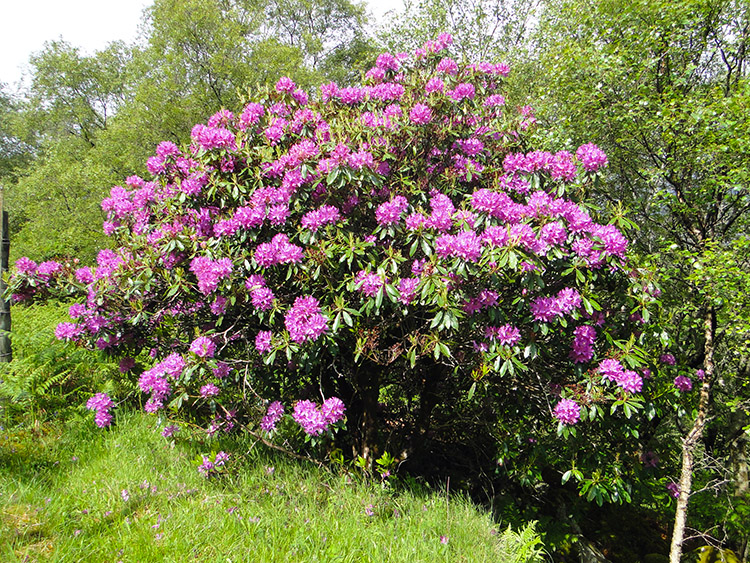 Rhododendron brighten up the roadside