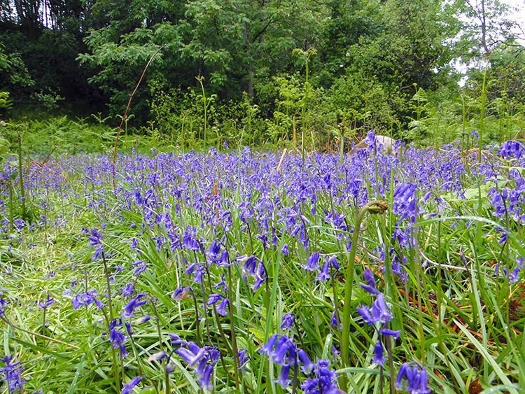 Bluebells in Ullapool