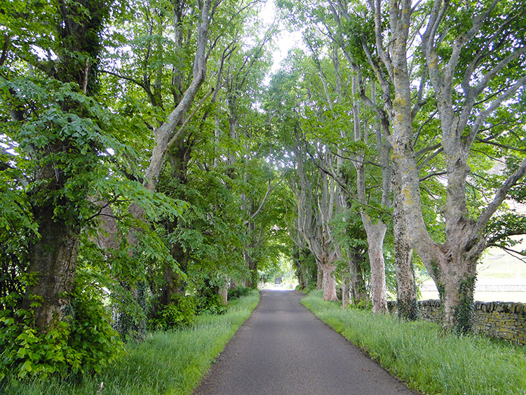 Avenue of mature trees leadfing to Croftown