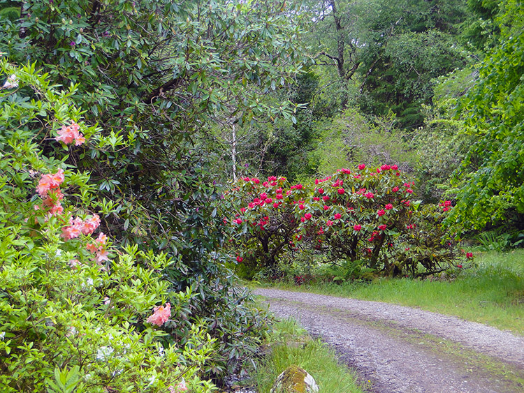Rhododendron at Achnashellach