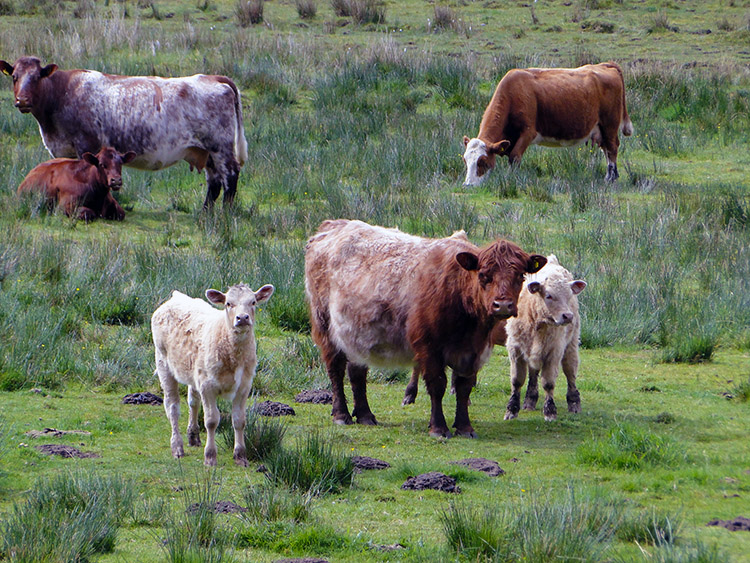 Highland Cattle near Attadale Gardens