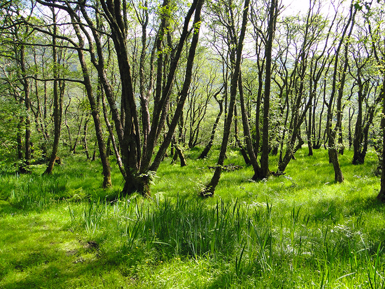 Woodland near Camas Luinie