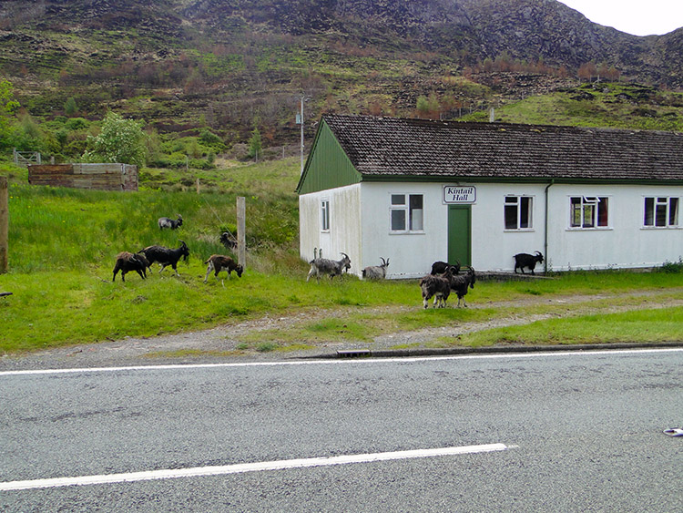 Local inhabitants at Kintail