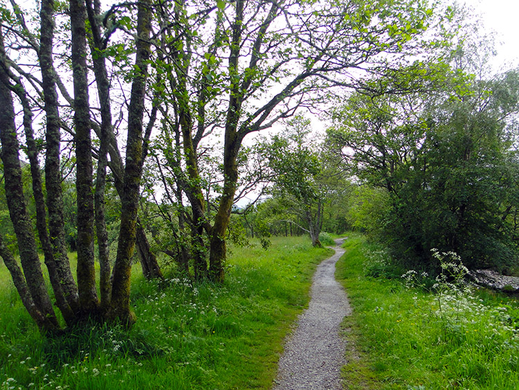 Woodland walking between Caol and Fort William