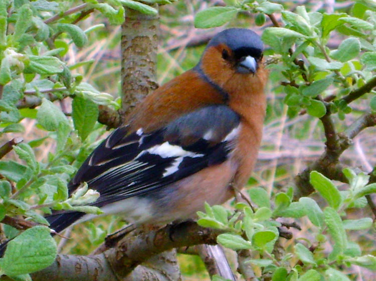 Friendly Chaffinch near Blar a Chaorainn