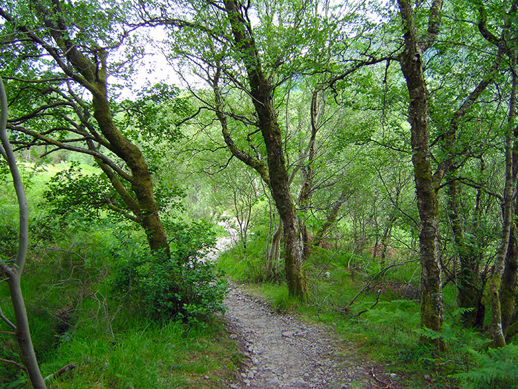 Through the woodland to Loch Leven