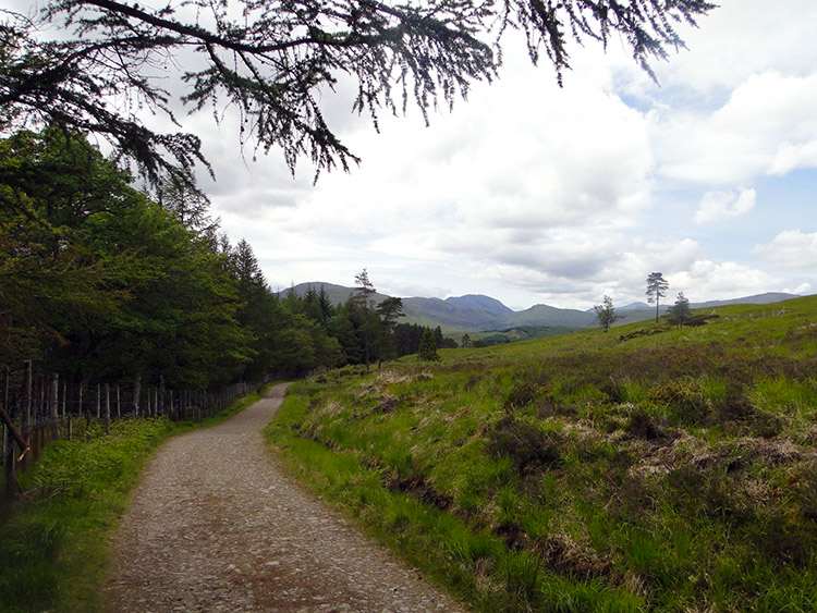 Plantation near Black Mount