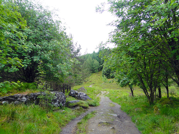 Woodland near Crianlarich