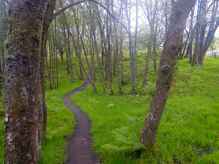 Birch woodland in Glen Falloch
