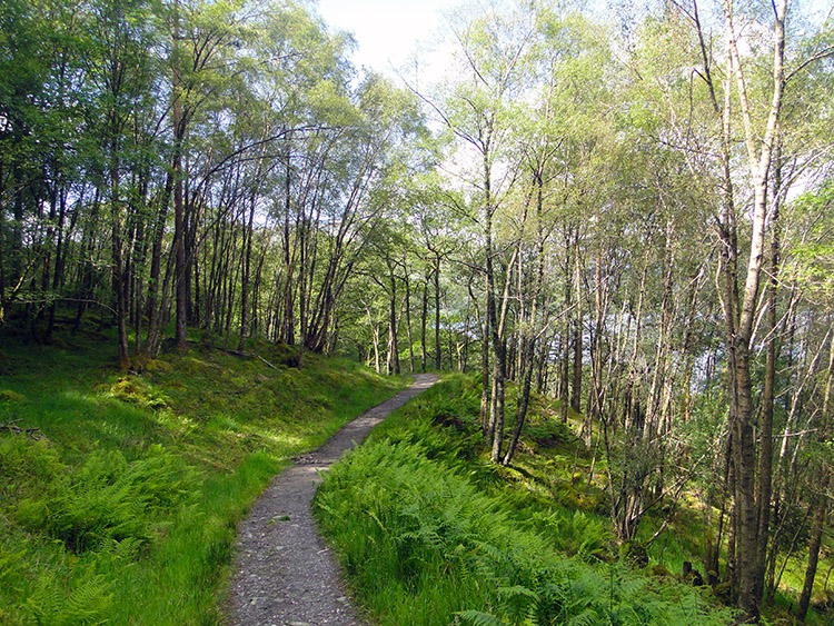 Continuing on the lovely woodland paths