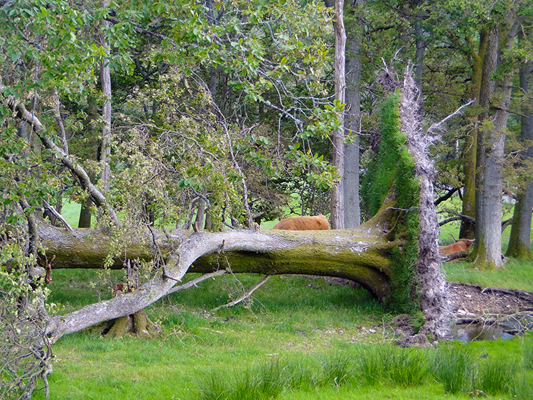 Fallen tree near Balmaha