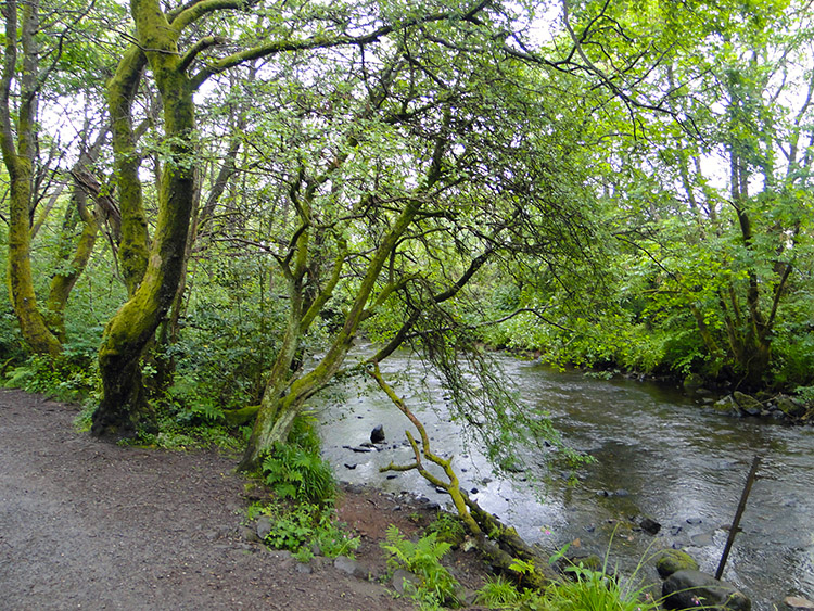 Allander Water near Milngavie