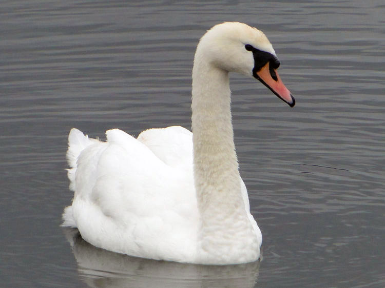 Lovely Swan on the canal at Ruchill Park