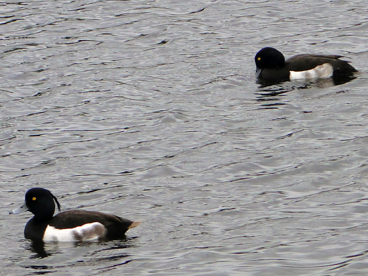 Tufted Ducks on the canal at Firhill Park