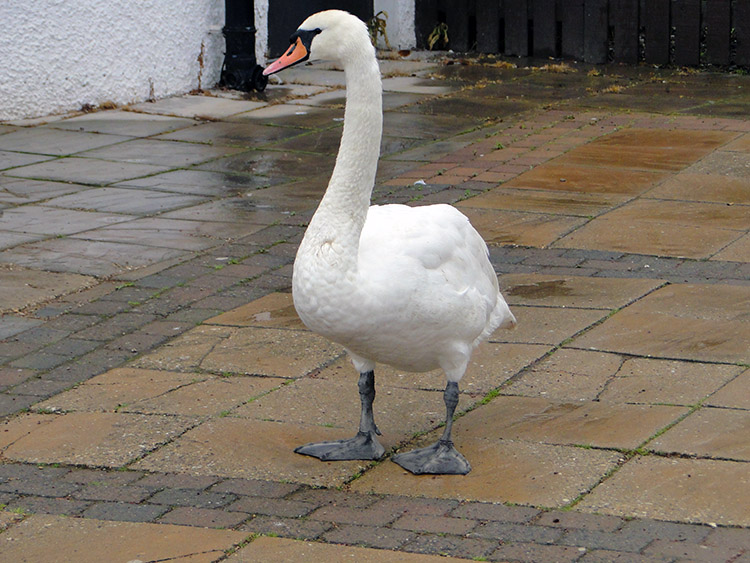 The Swan says fine weather for ducks