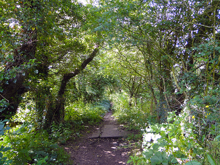 Woodland walking near Dalston
