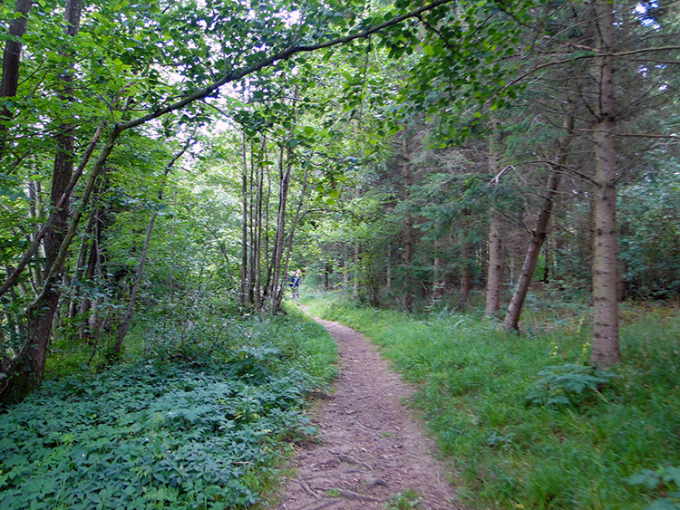 Woodland near Bog Bridge