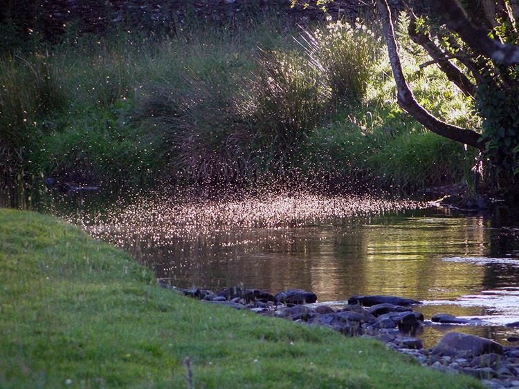 Flies dusk dance on the River Kent