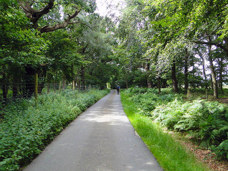 Lane through Bagot Forest