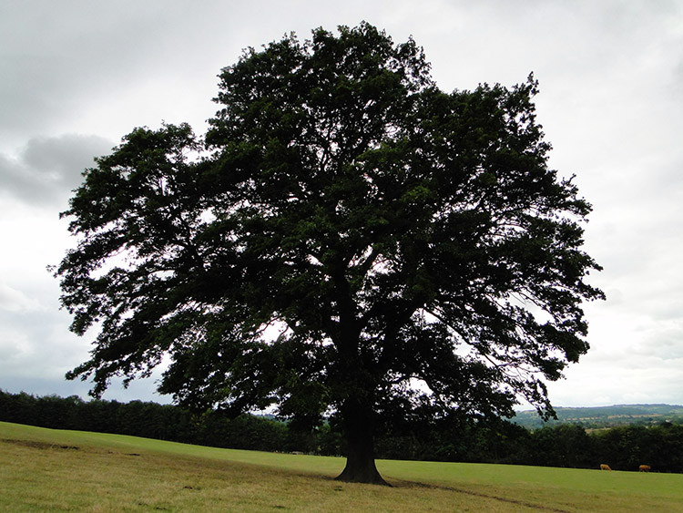 Magnificent Oak on Meon Hill