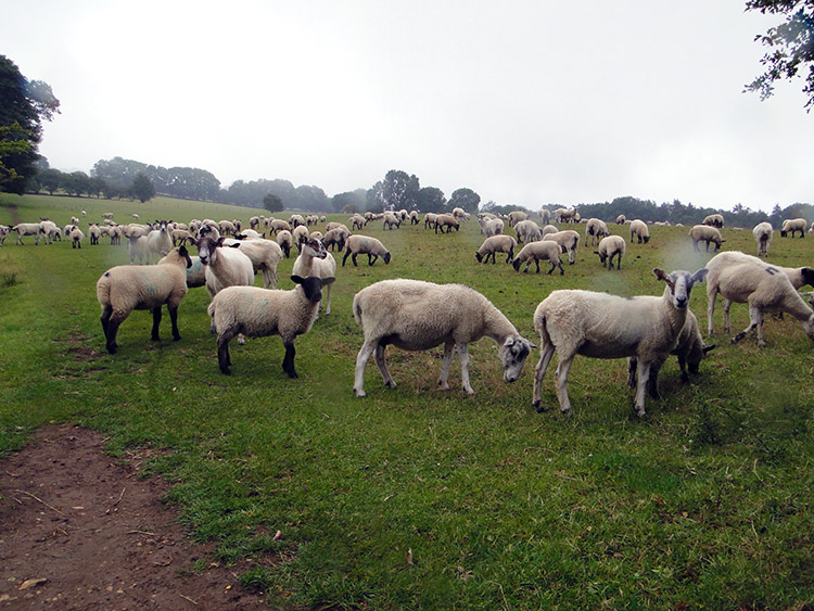 Sheep wanting feeding