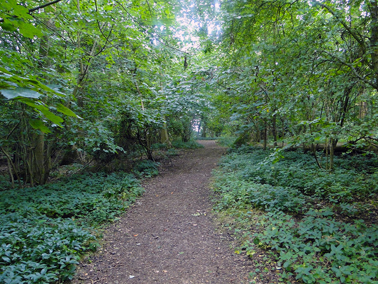 Broadway Coppice