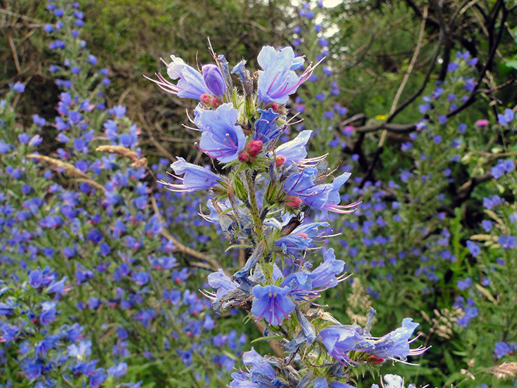 Beautiful Viper's Bugloss